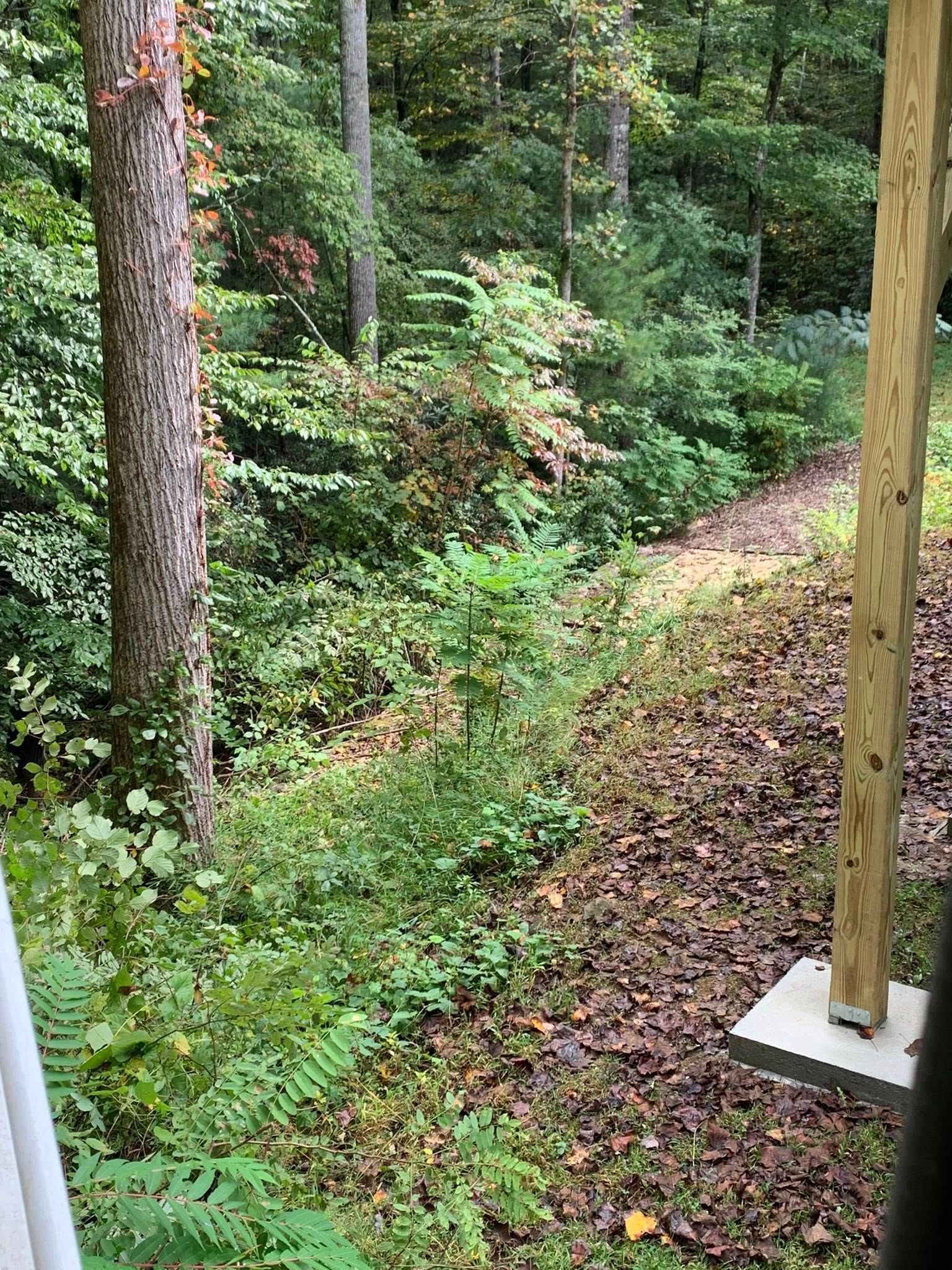A wooden support post sits on a concrete base beside a sloping area covered in fallen leaves, brush, and tall trees.