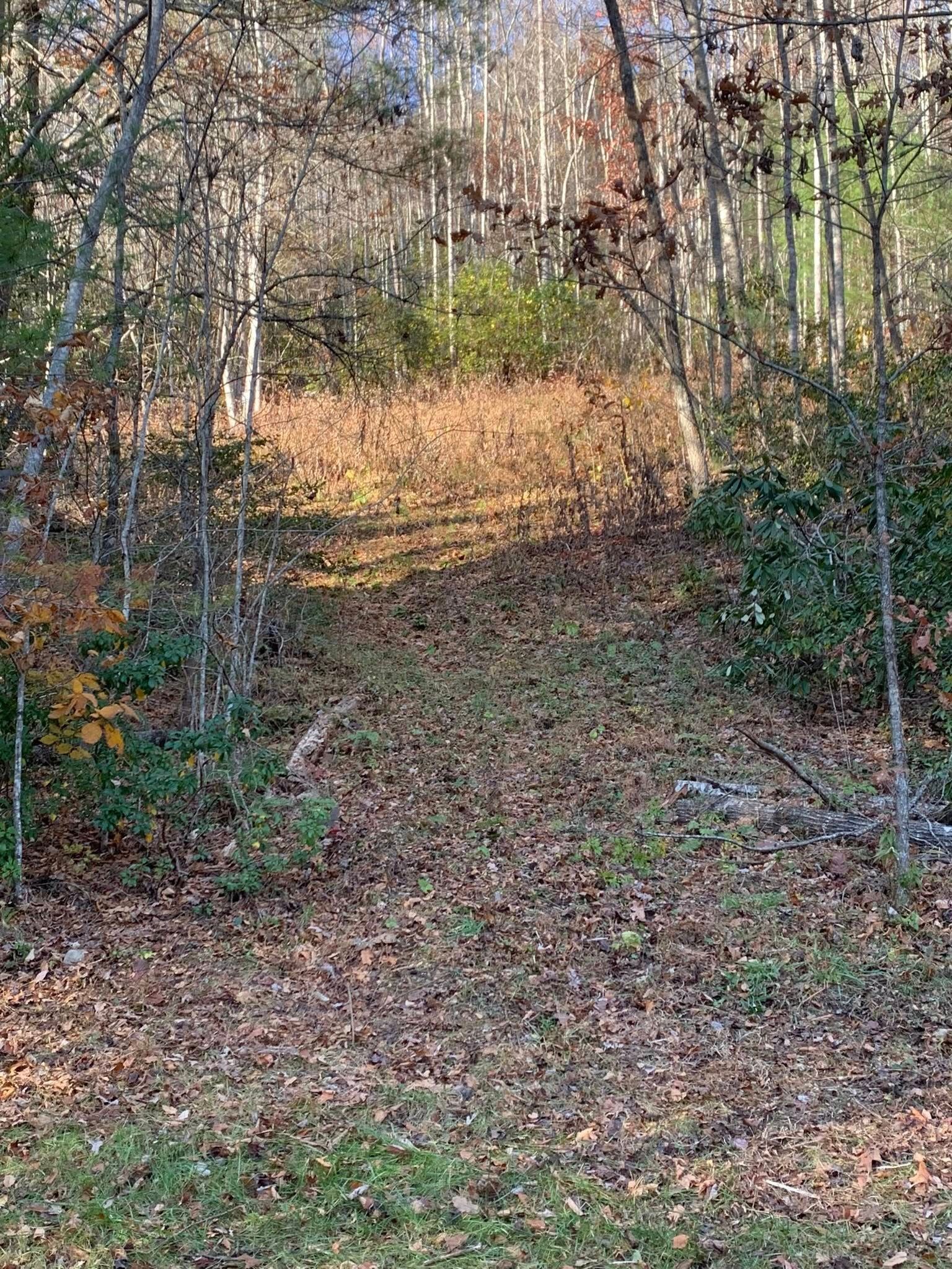 A narrow dirt path through a forest covered in brown autumn leaves, surrounded by bare trees and green shrubs.