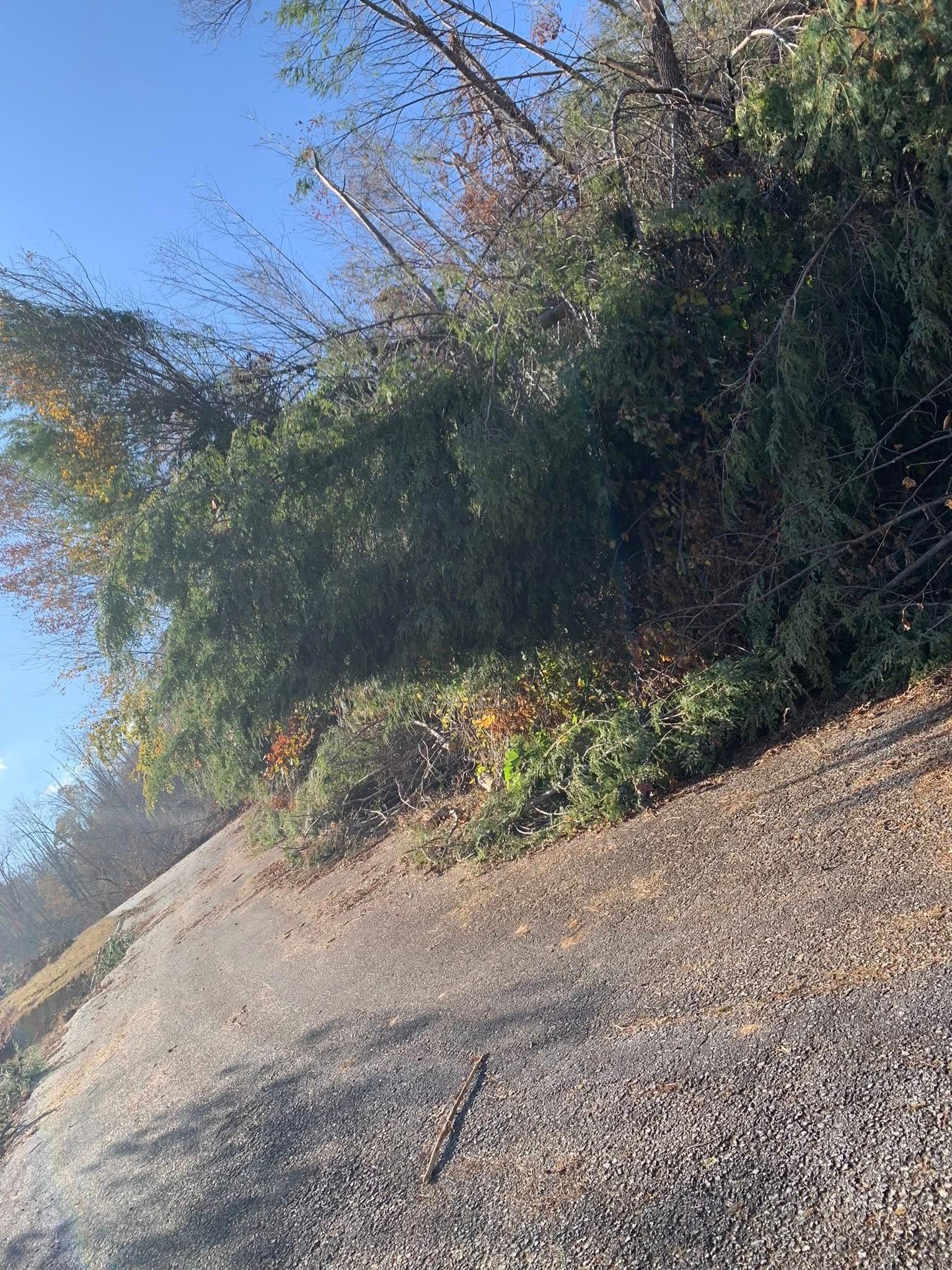 A gravel path leads toward a dense thicket of green and autumn-colored trees under a clear blue sky.