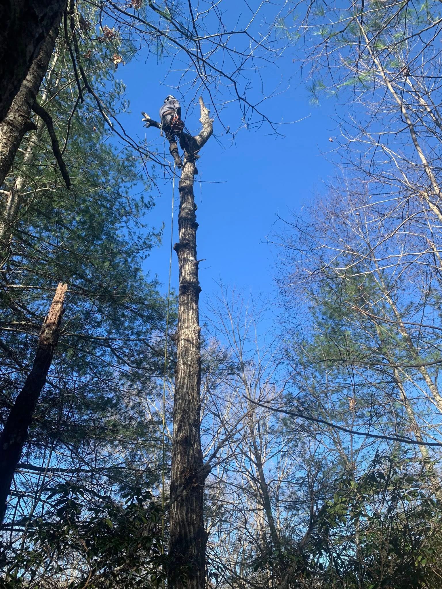 A tall, bare, dead tree trunk stands vertically against a bright blue sky, surrounded by surrounding forest trees.