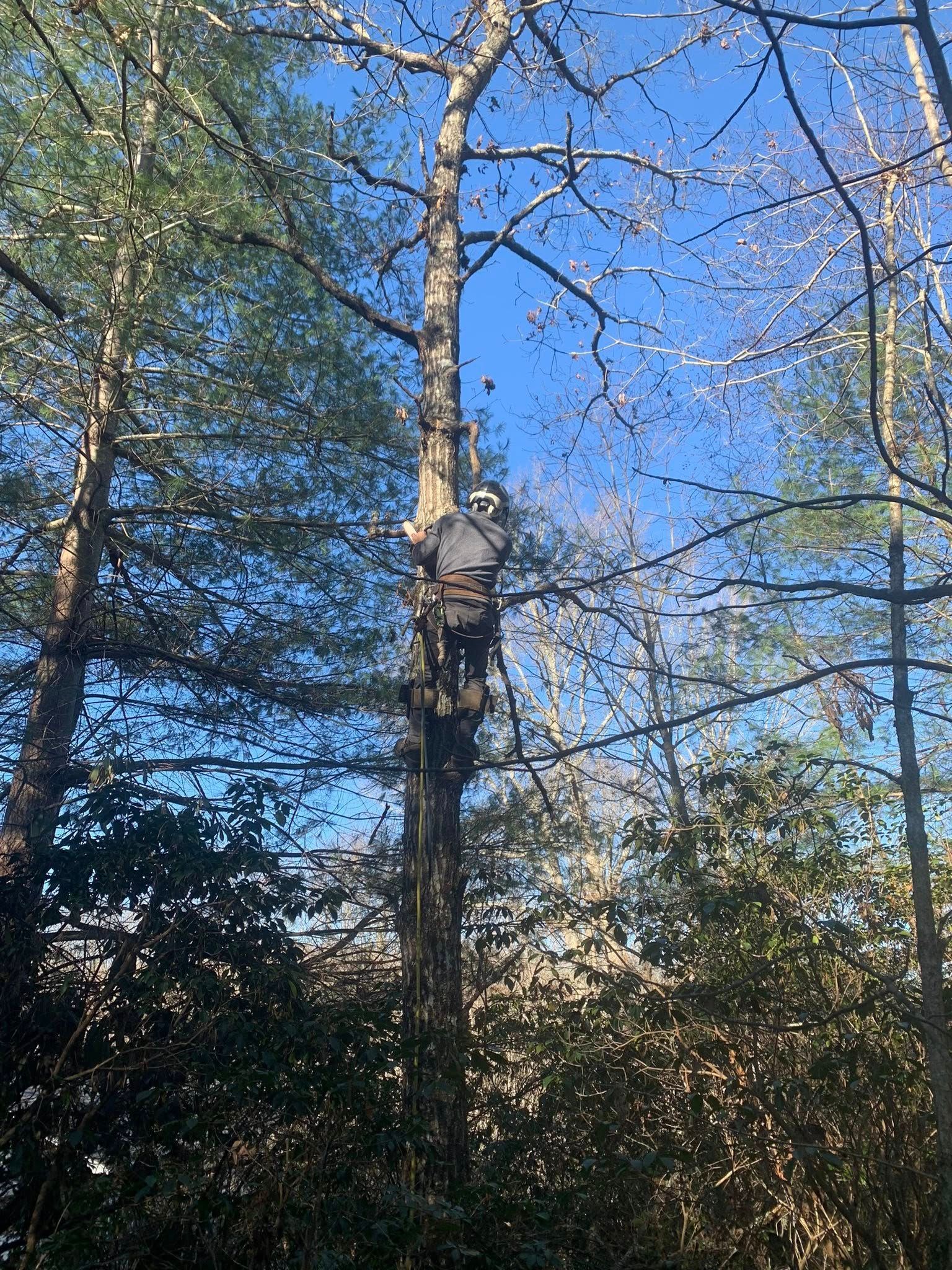 A person in a climbing harness and helmet works high up in a tree surrounded by autumn forest under a clear blue sky.