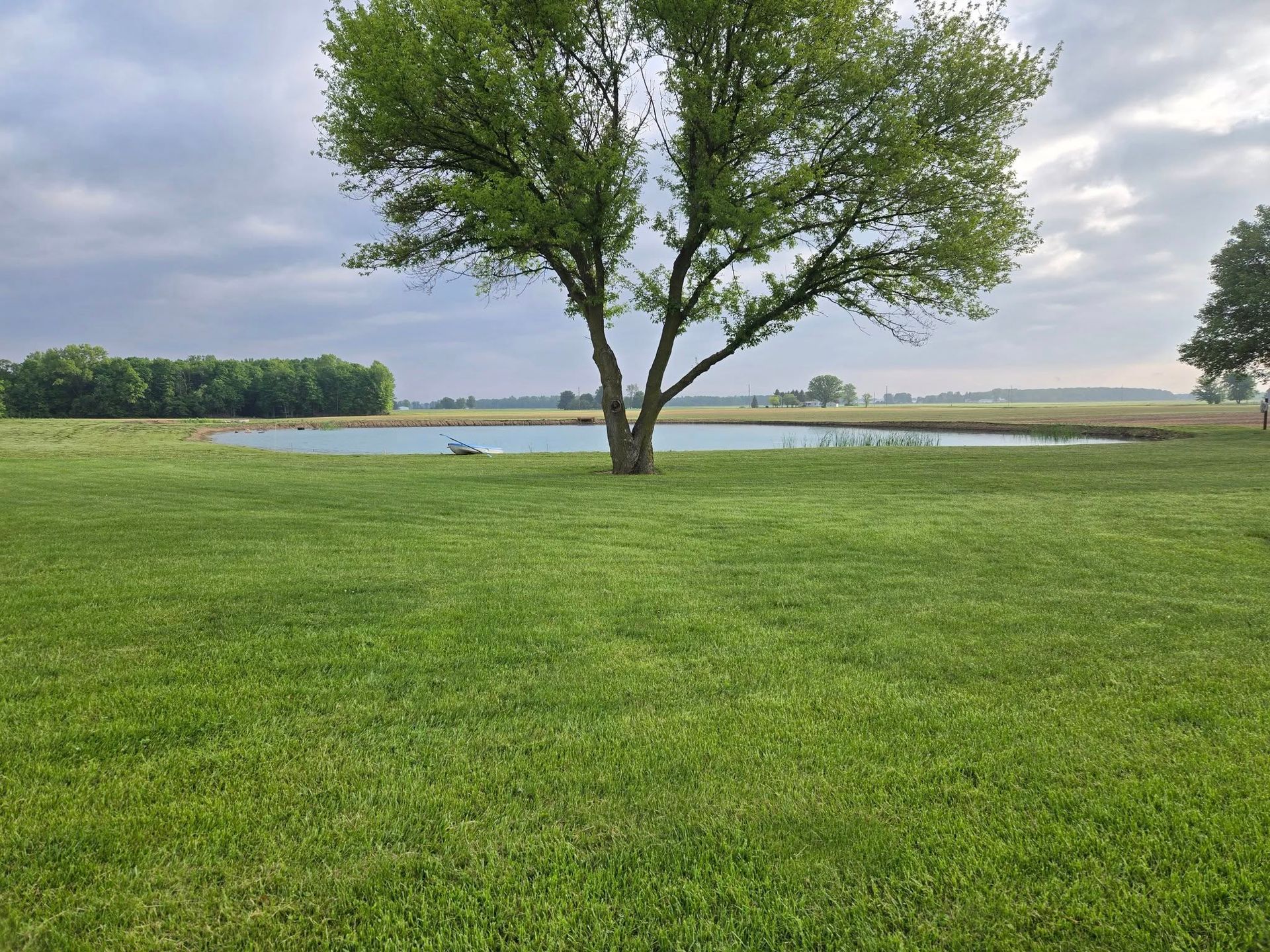 A tree in a field with a pond in the background
