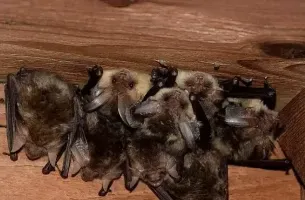 A group of bats sitting on top of a wooden table.