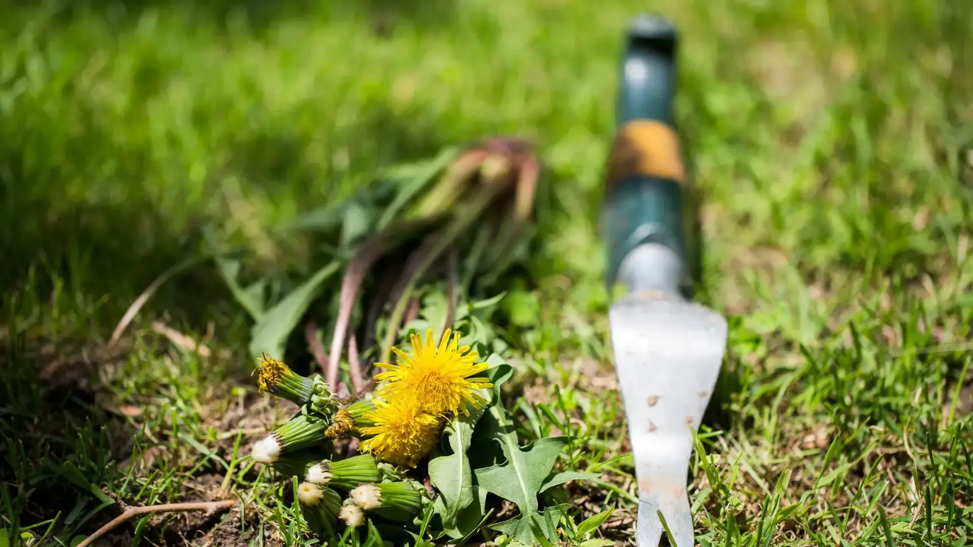 A fork is sitting next to a dandelion in the grass.