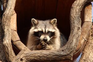 A raccoon is sitting in a tree hole.