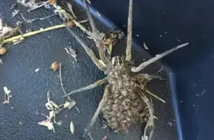 A large spider is sitting on top of a black surface.