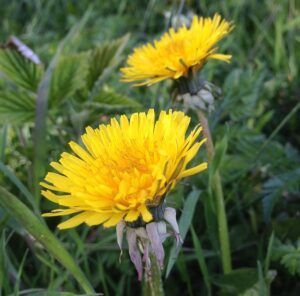 Two yellow dandelions are growing in the grass