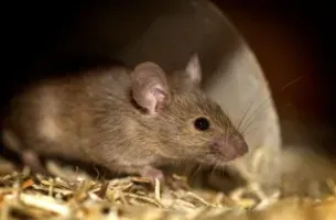 A close up of a mouse sitting on a pile of hay.