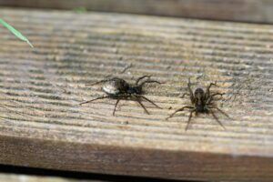 Two spiders are sitting on a wooden surface.