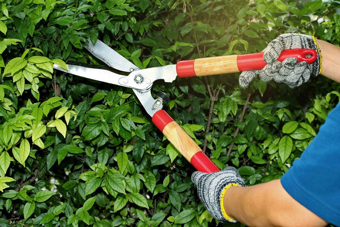 a person is cutting a hedge with a pair of scissors