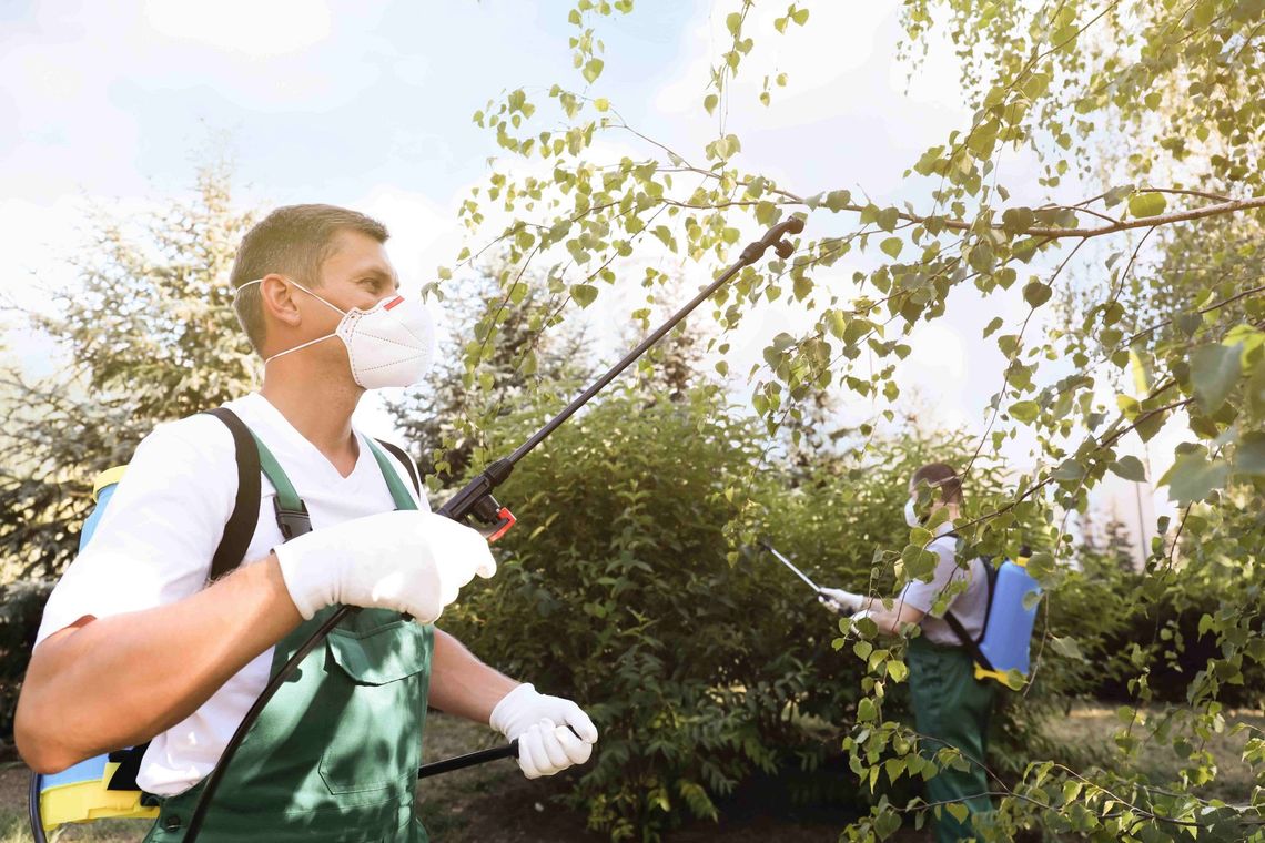 a man wearing a mask is spraying a tree with a sprayer
