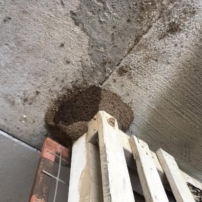 A Termite Nest On A Ceiling — PDM Pest Control in Craiglie, QLD