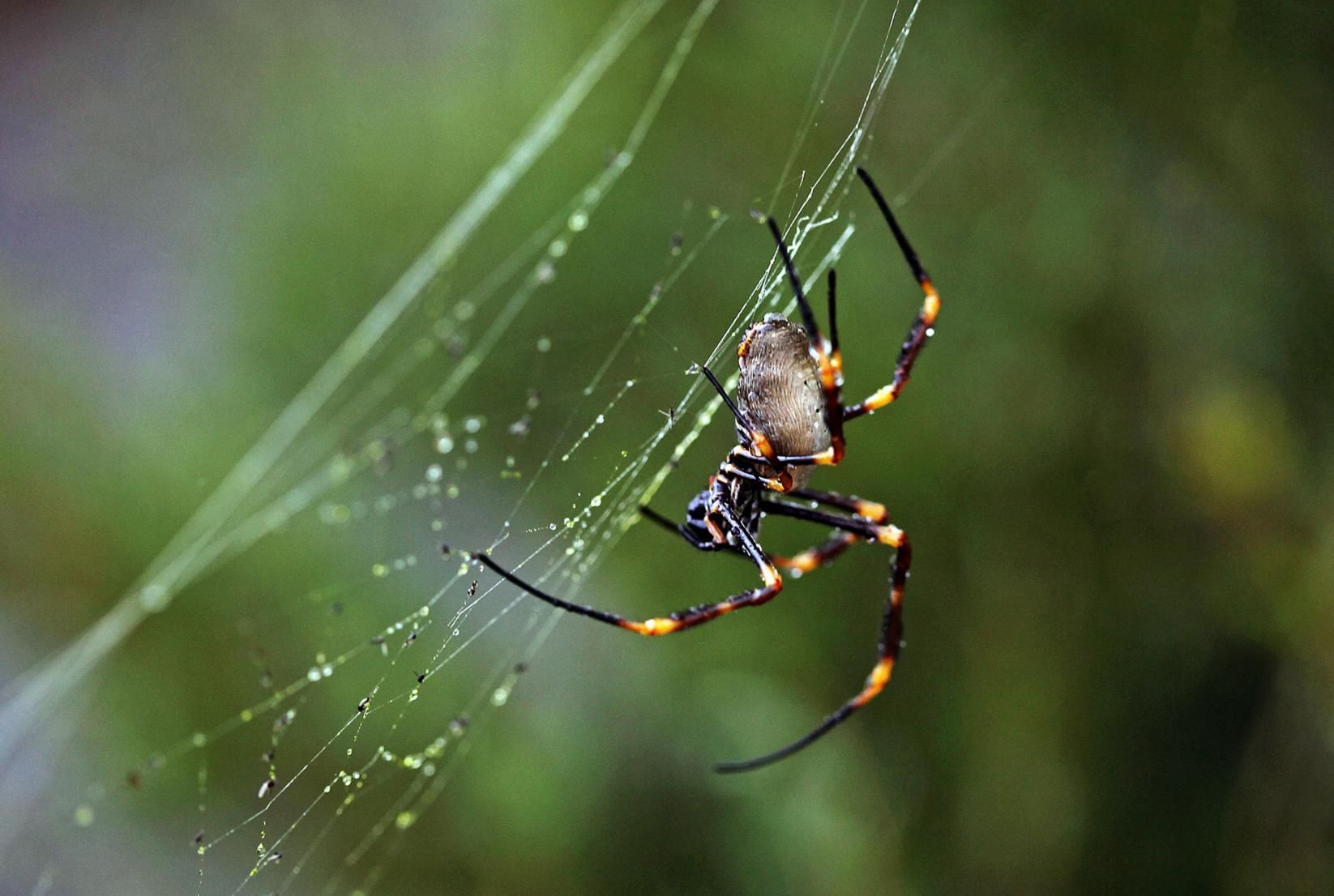 A Close up Of a Spider on A Web — PDM Pest Control in Craiglie, QLD
