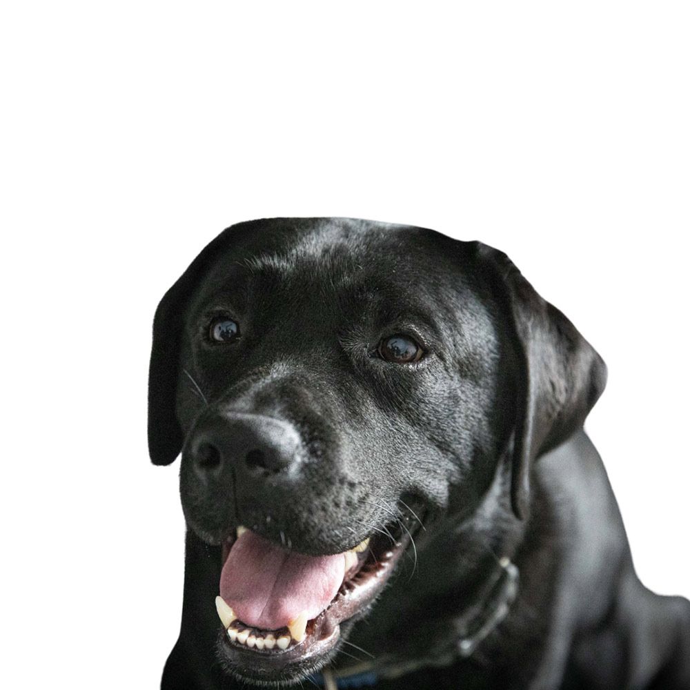 Angus — Termite Detection Dog