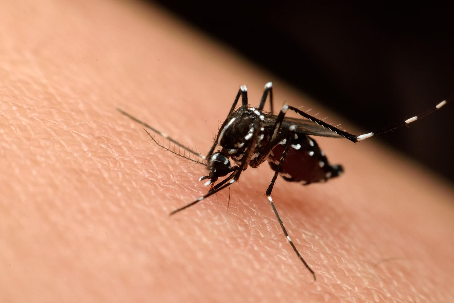 A Mosquito Is Biting a Person's Arm — PDM Pest Control in Craiglie, QLD