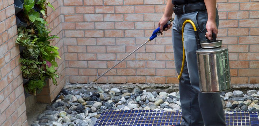 A Man is Spraying Plants in a Garden With a Hose — PDM Pest Control in Daintree, QLD