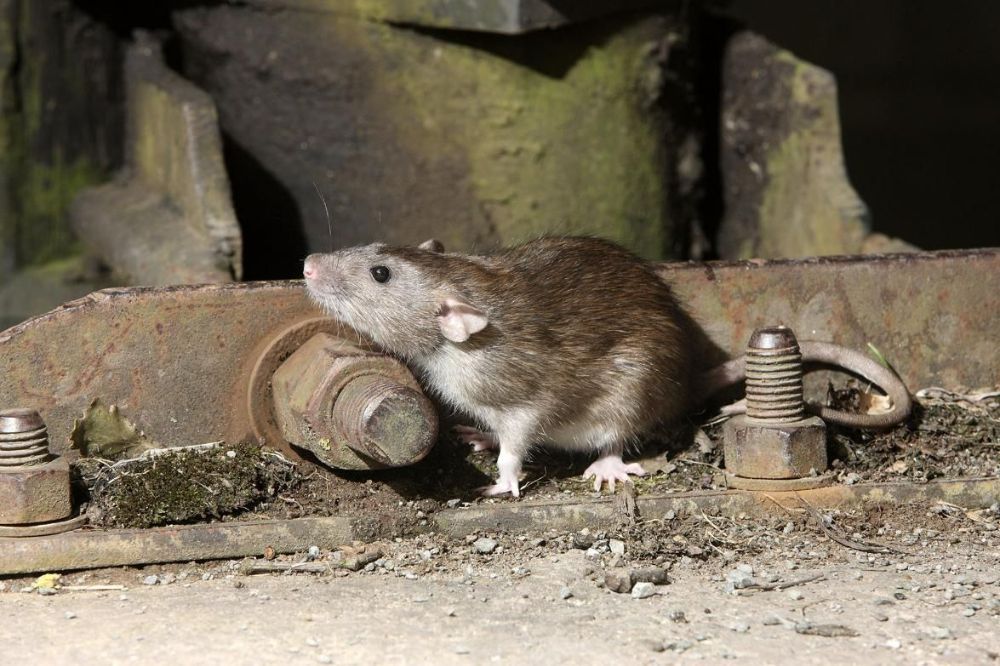 A Rat Is Sitting on A Piece of Metal Next to A Bolt — PDM Pest Control in Craiglie, QLD
