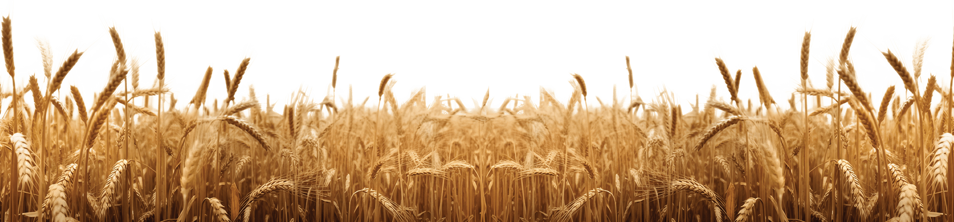 a field of wheat is growing in the wind on a white background.