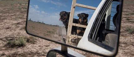 Two dogs sitting in a ute tray viewed from the ute's wing mirror.