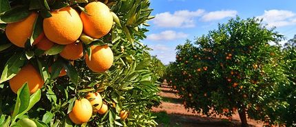A bunch of oranges hanging from a tree in an orchard.