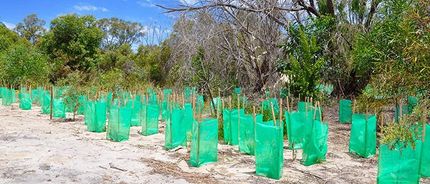 A row of newly planted trees with protective green plastic in a field.