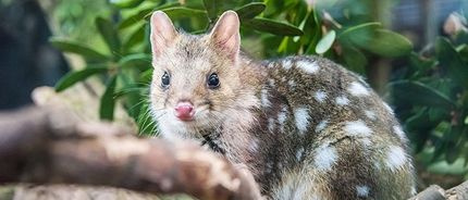 A close up of a spotted Quoll sitting on a tree branch.