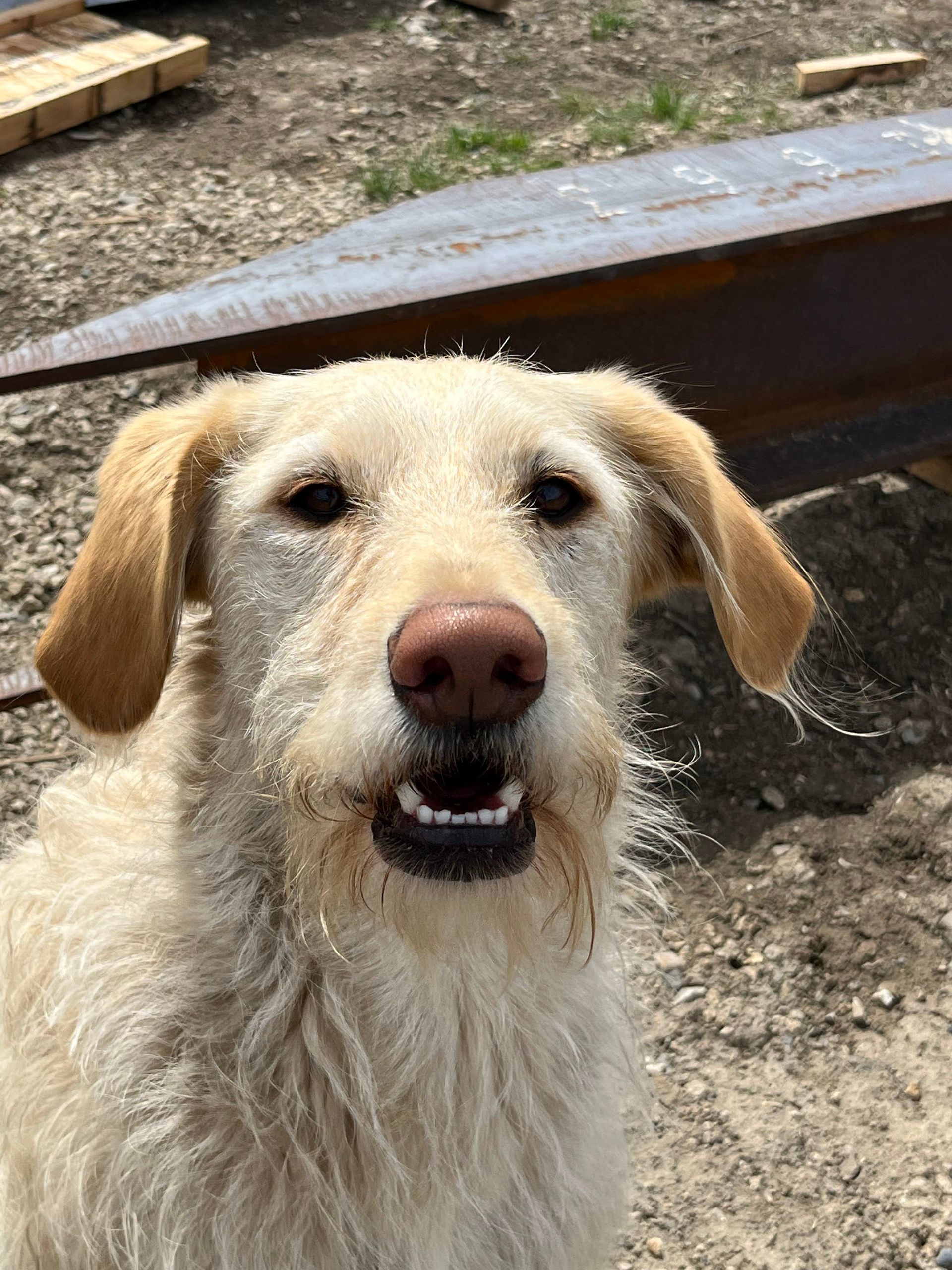 A close up of a dog 's face with its mouth open.