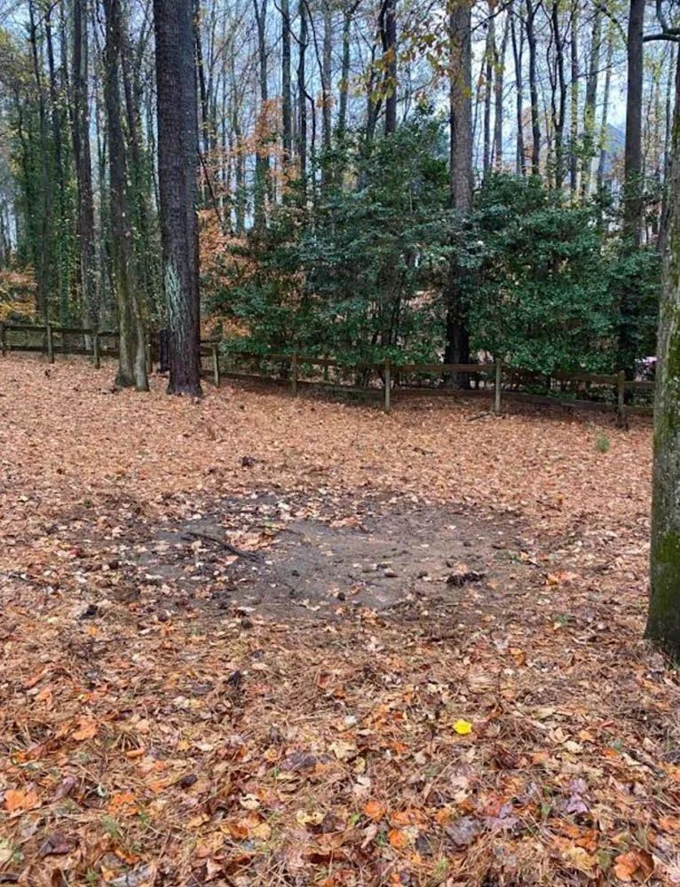 There is a lot of leaves on the ground in the woods.