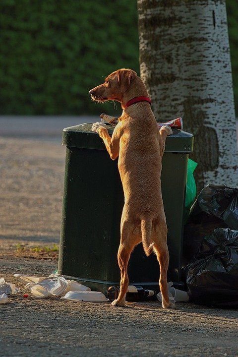 Alejar animales de la basura