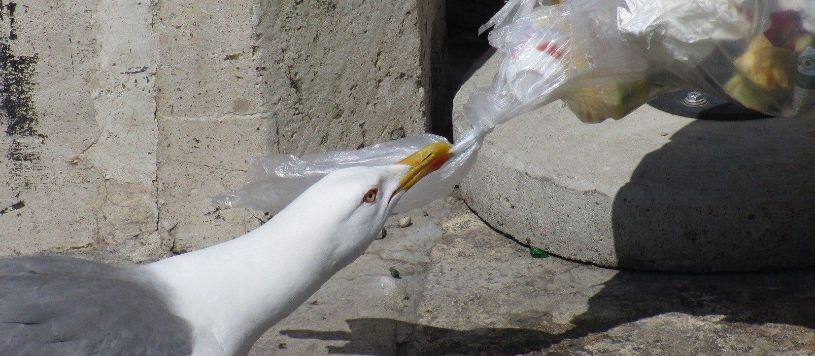 daño a los animales por basura