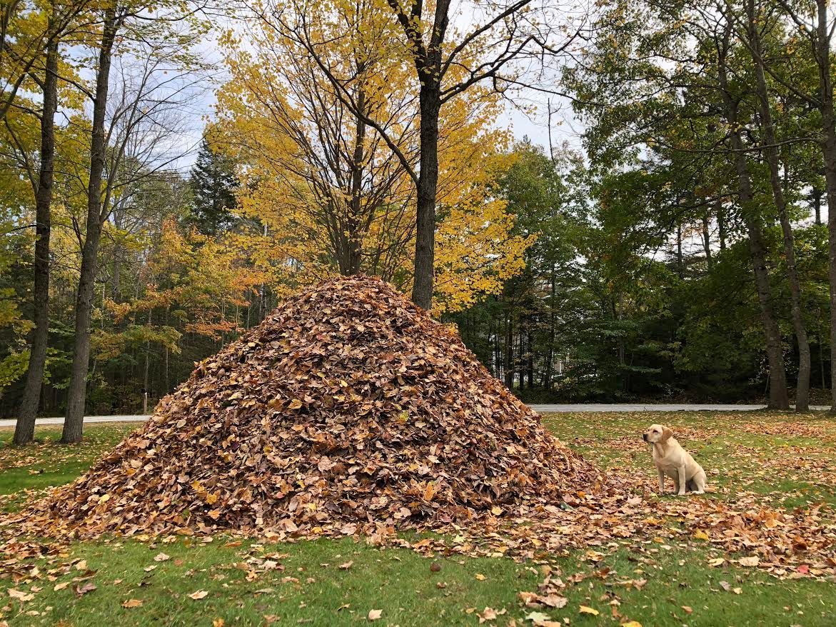 A dog is standing next to a pile of leaves.