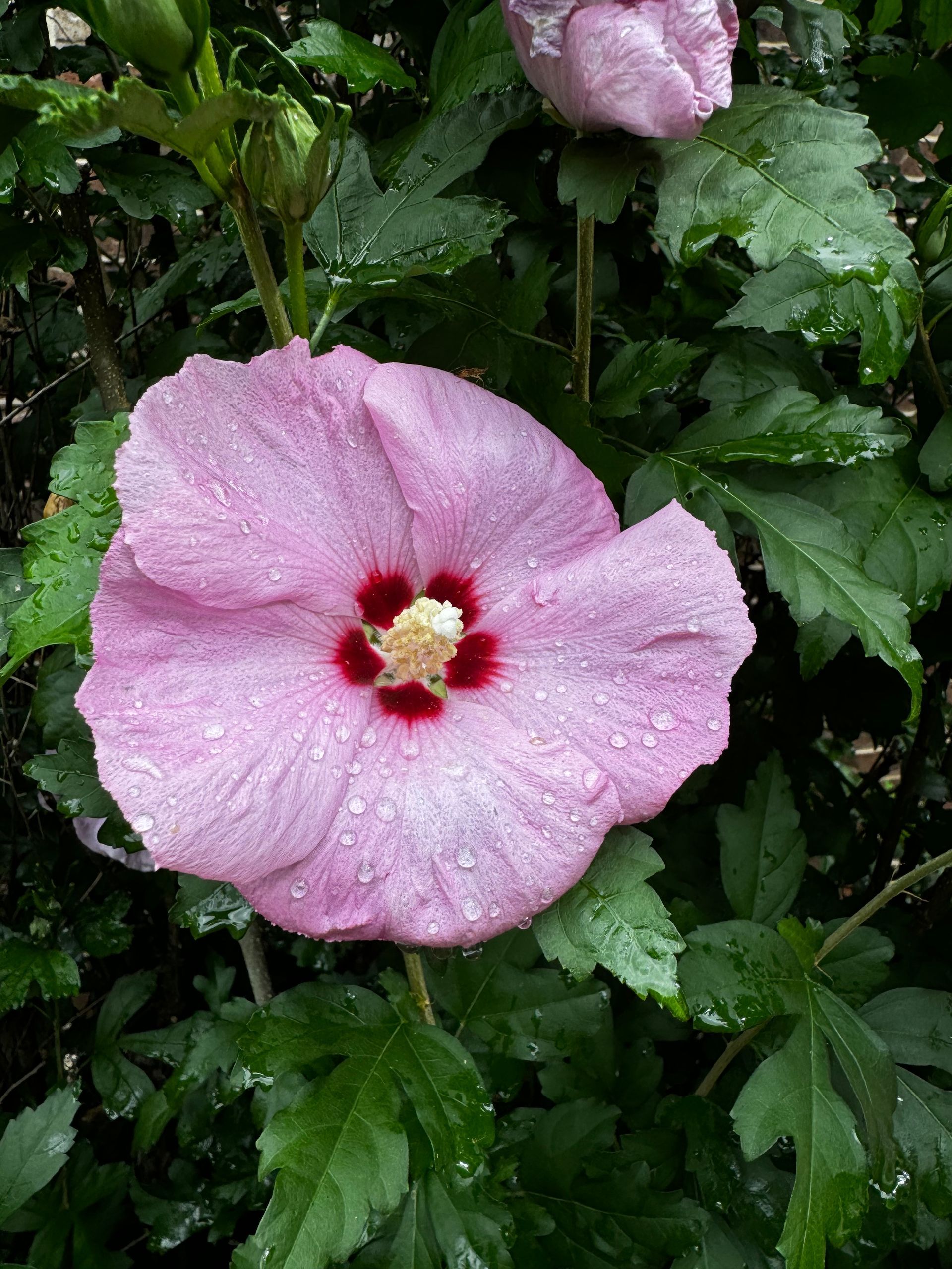 A pink flower with a red center is surrounded by green leaves