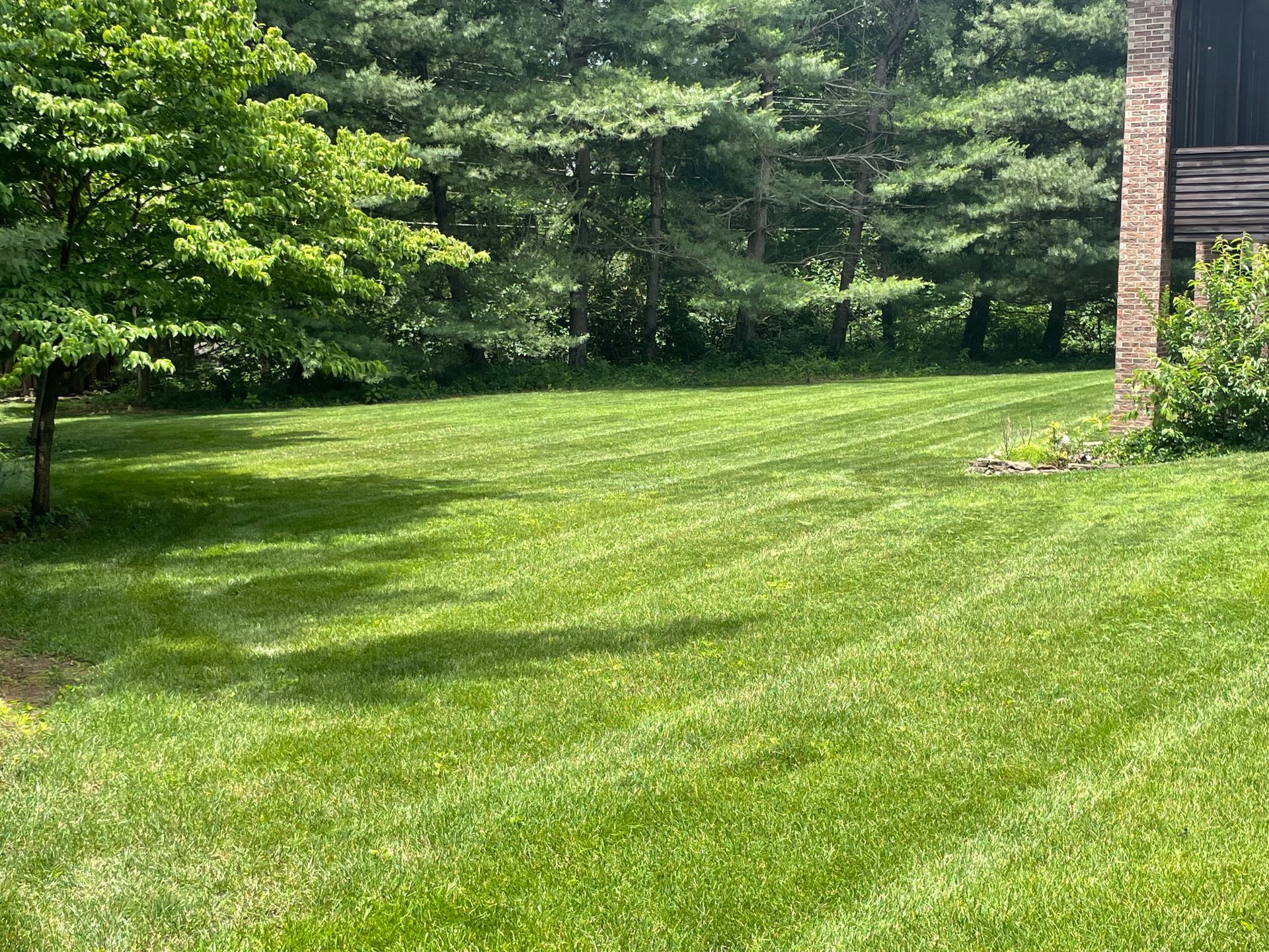 A lush green lawn with trees in the background