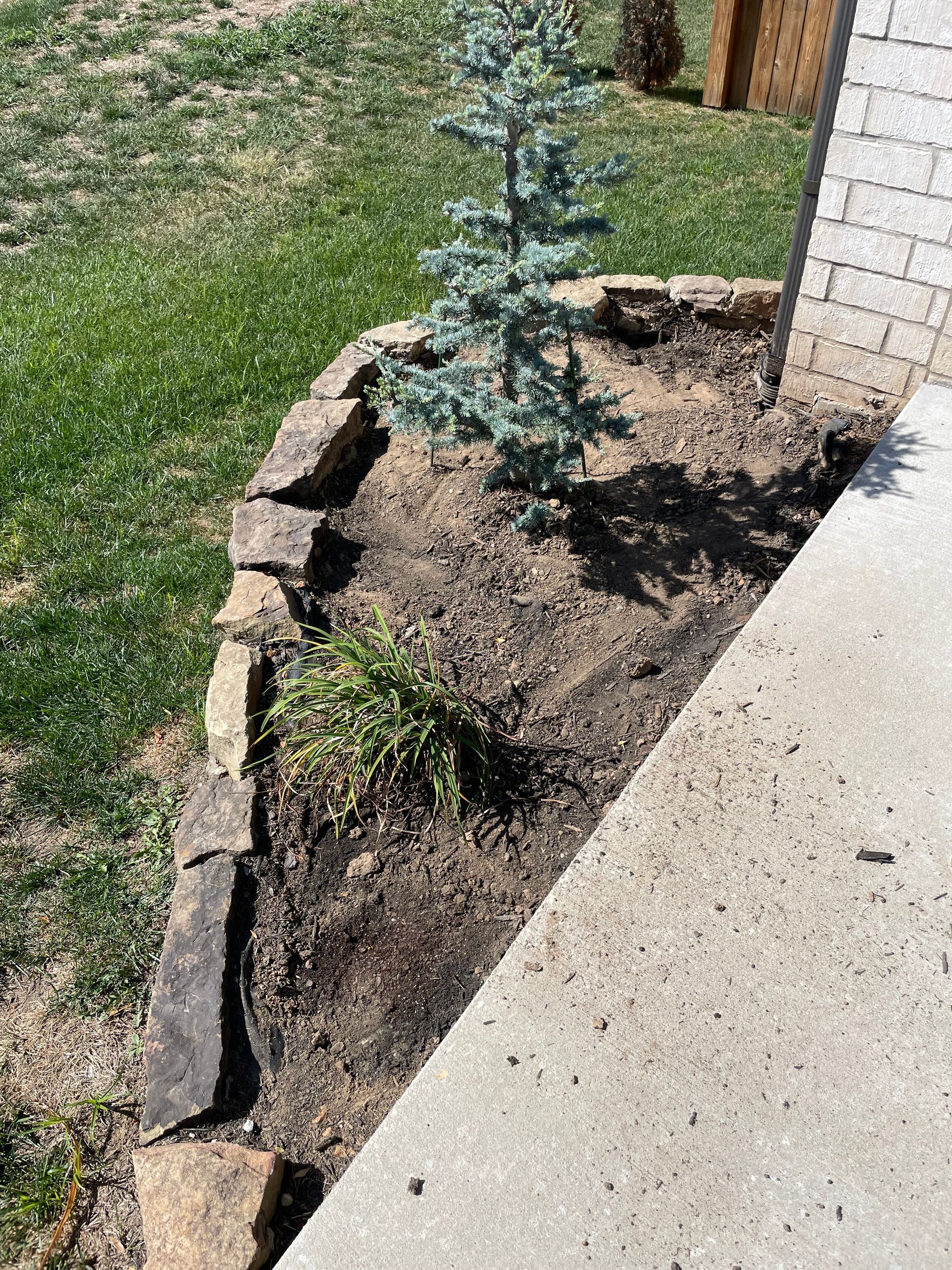 A small tree is growing in a garden next to a sidewalk.