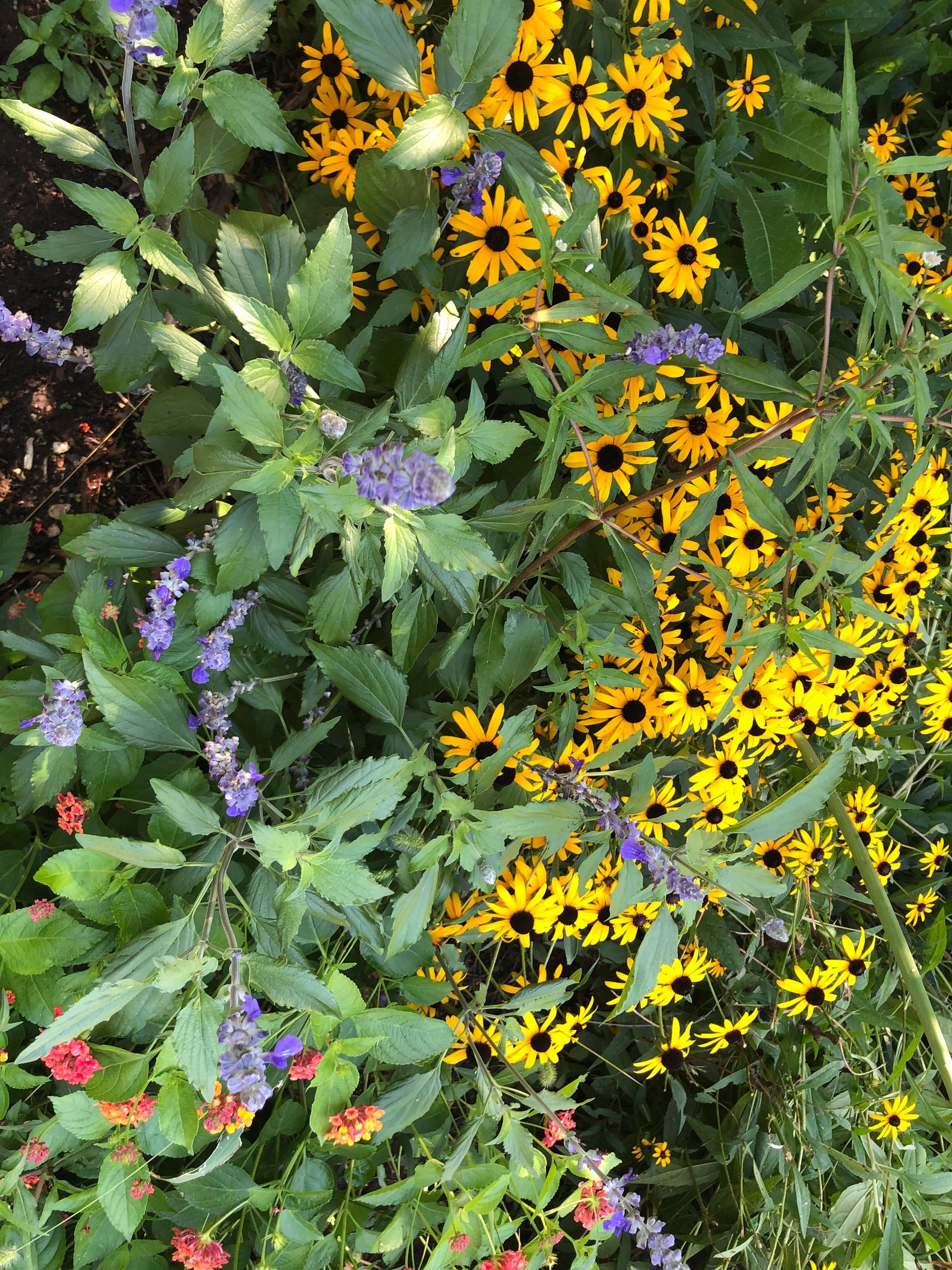 Purple and yellow flowers are surrounded by green leaves