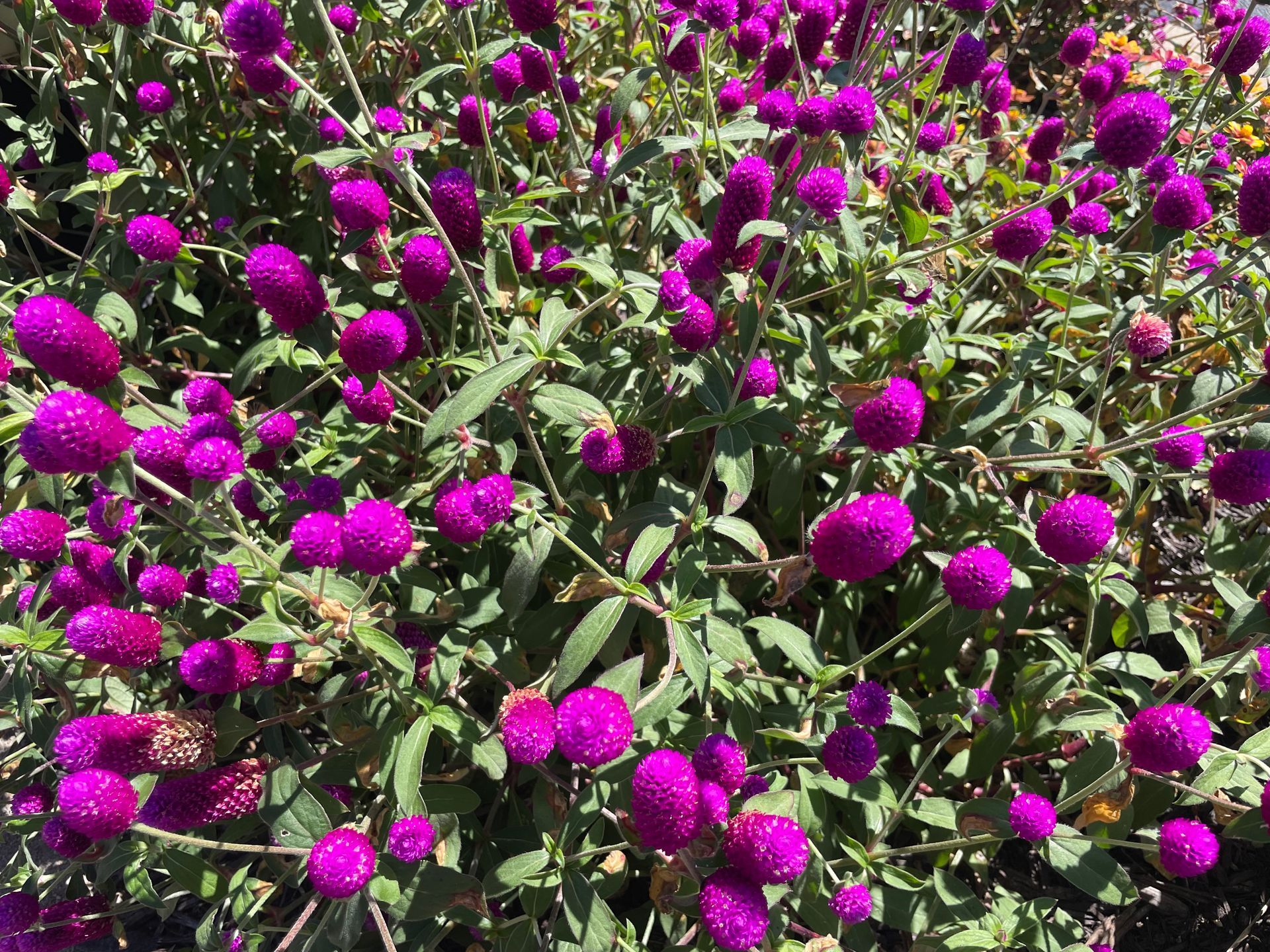 A bush with lots of purple flowers and green leaves