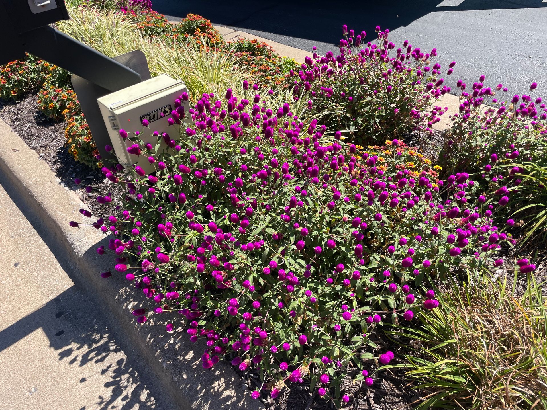 Purple flowers are growing in a garden next to a mailbox
