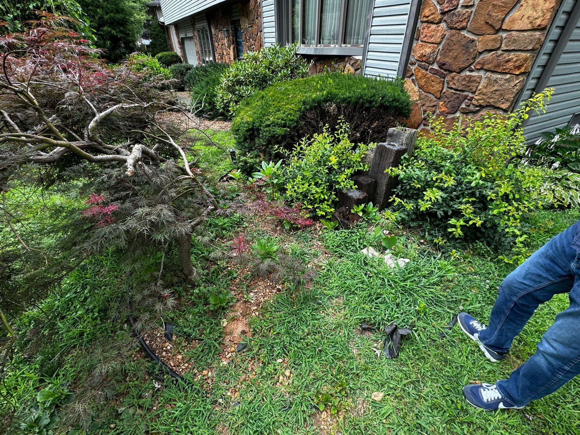 A person is standing in the grass in front of a house