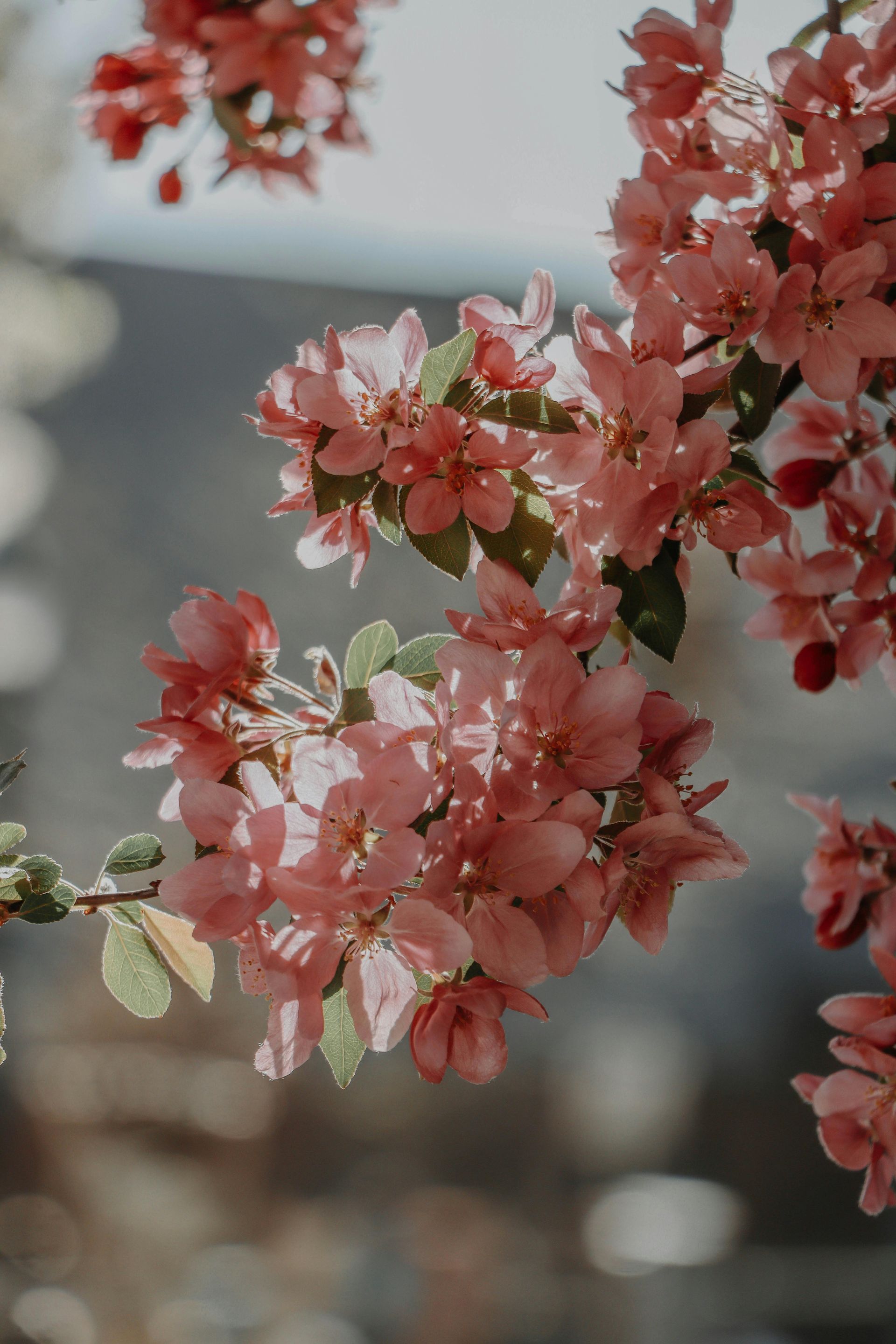 A tree branch with pink flowers and green leaves