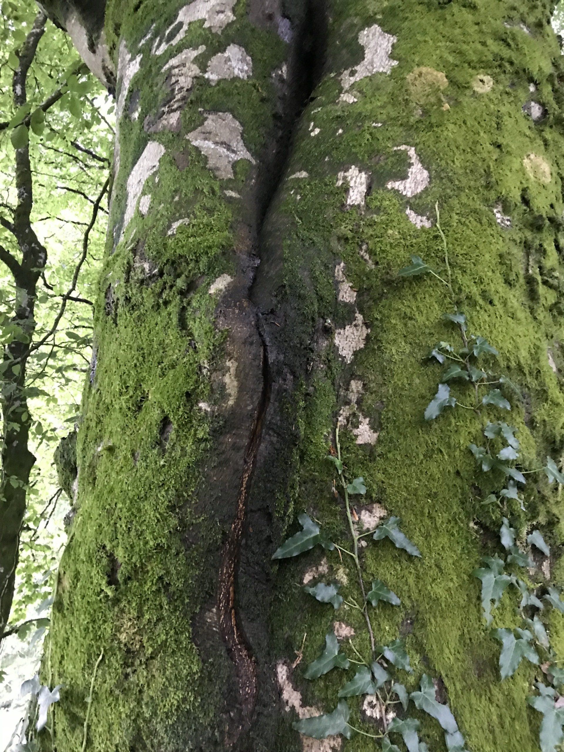 Countrywise Tree Care 7