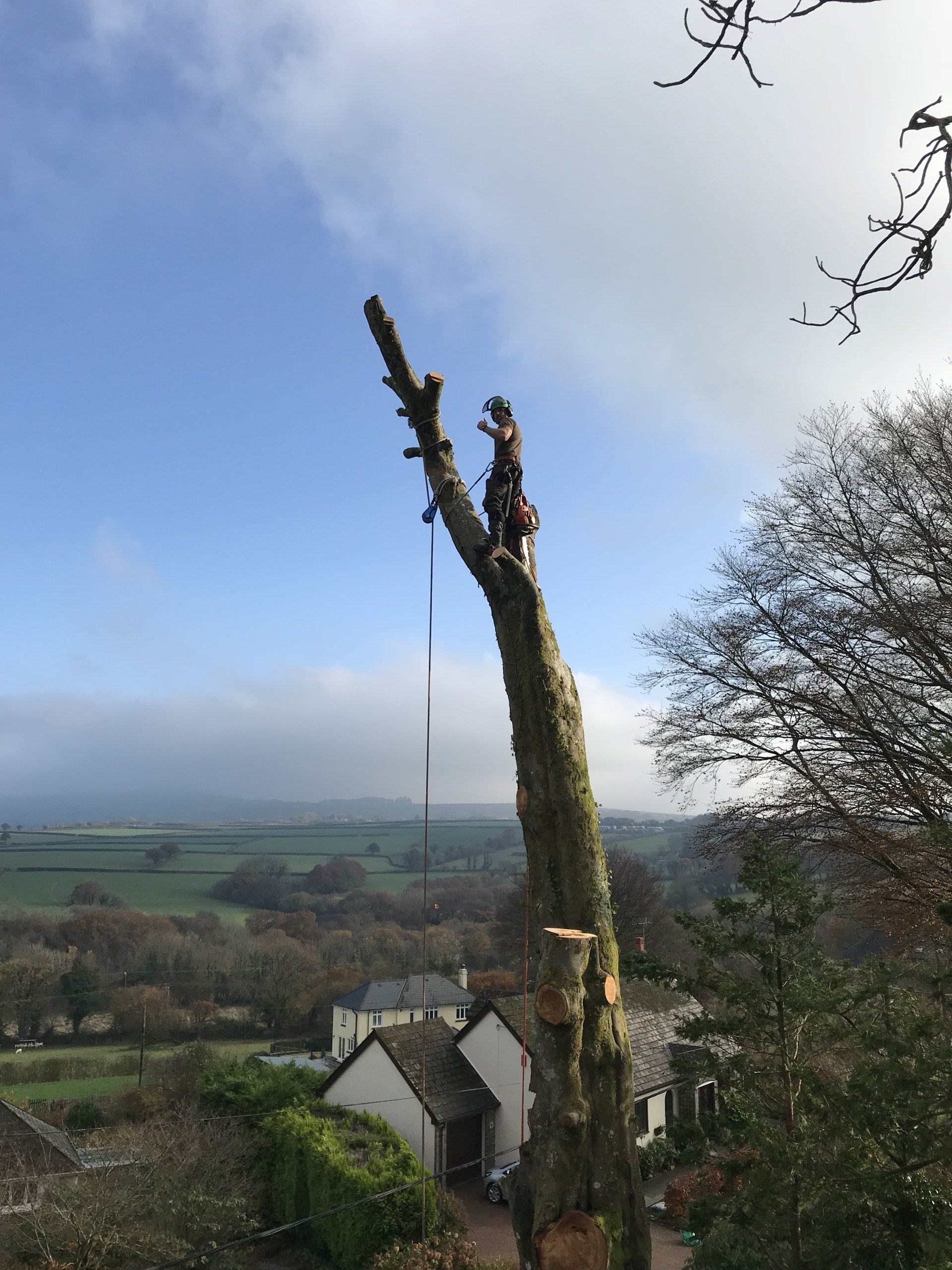 Countrywise Tree Care 7