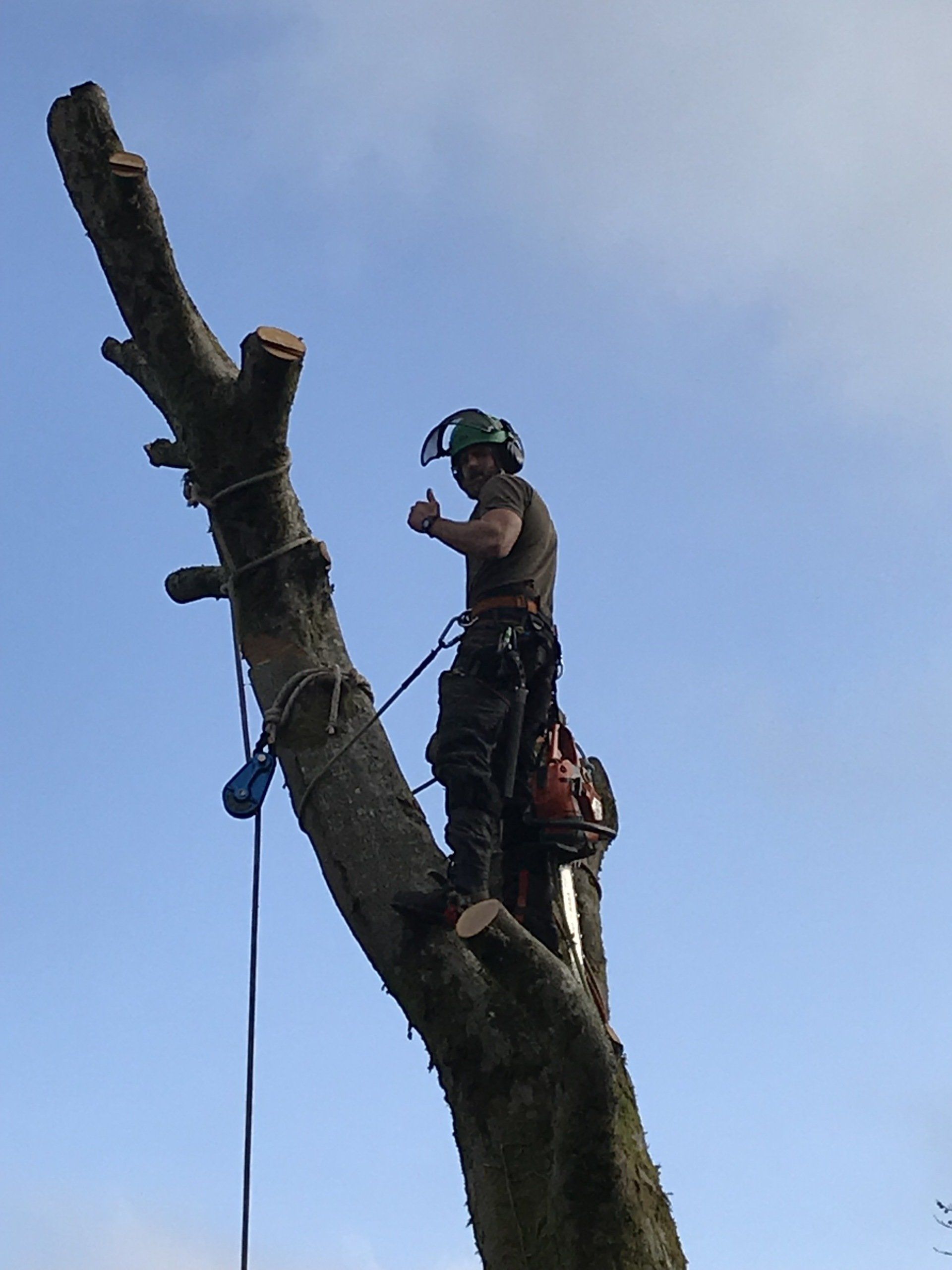 Countrywise Tree Care 9