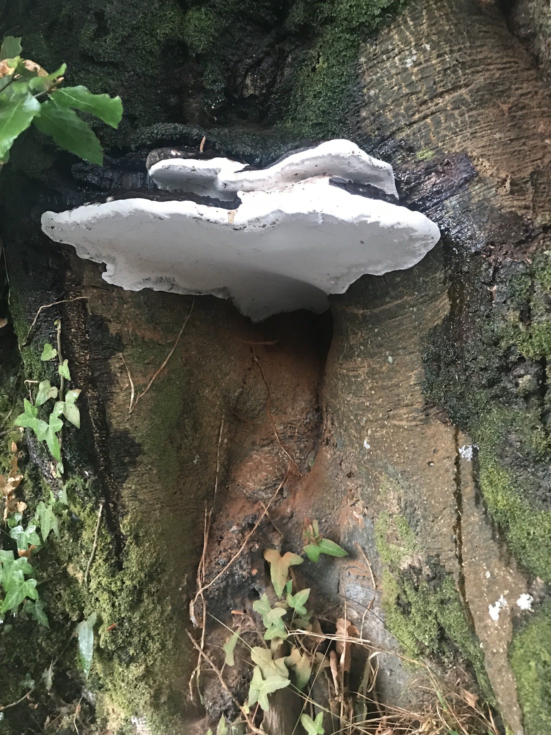 Countrywise Tree Care 8