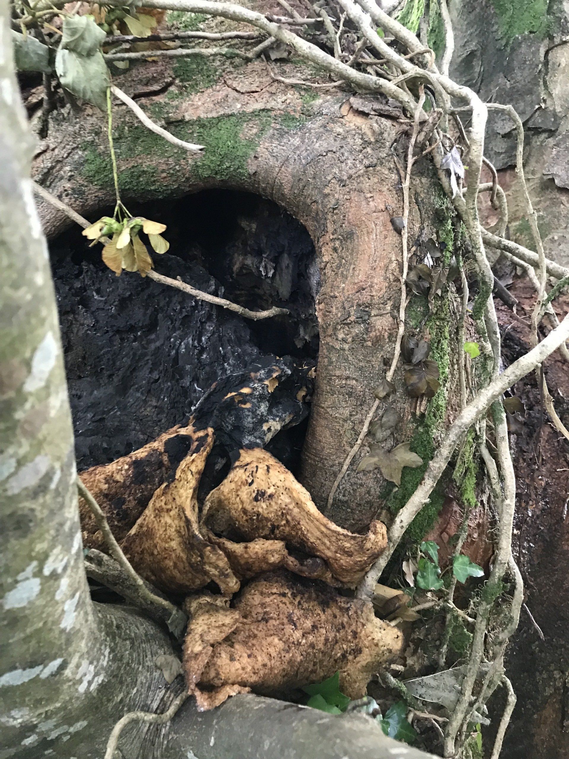 Countrywise Tree Care 6