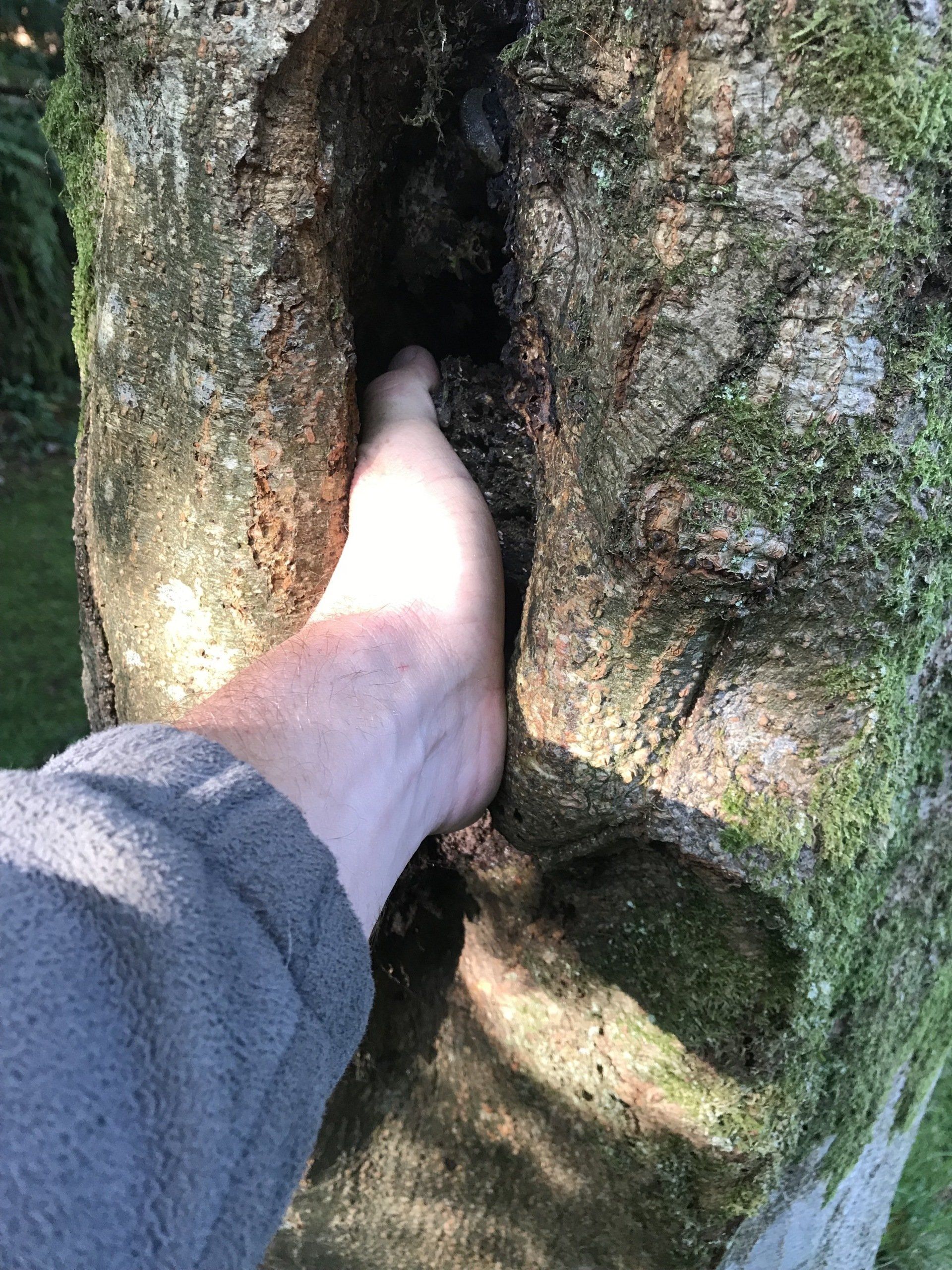 Countrywise Tree Care 2