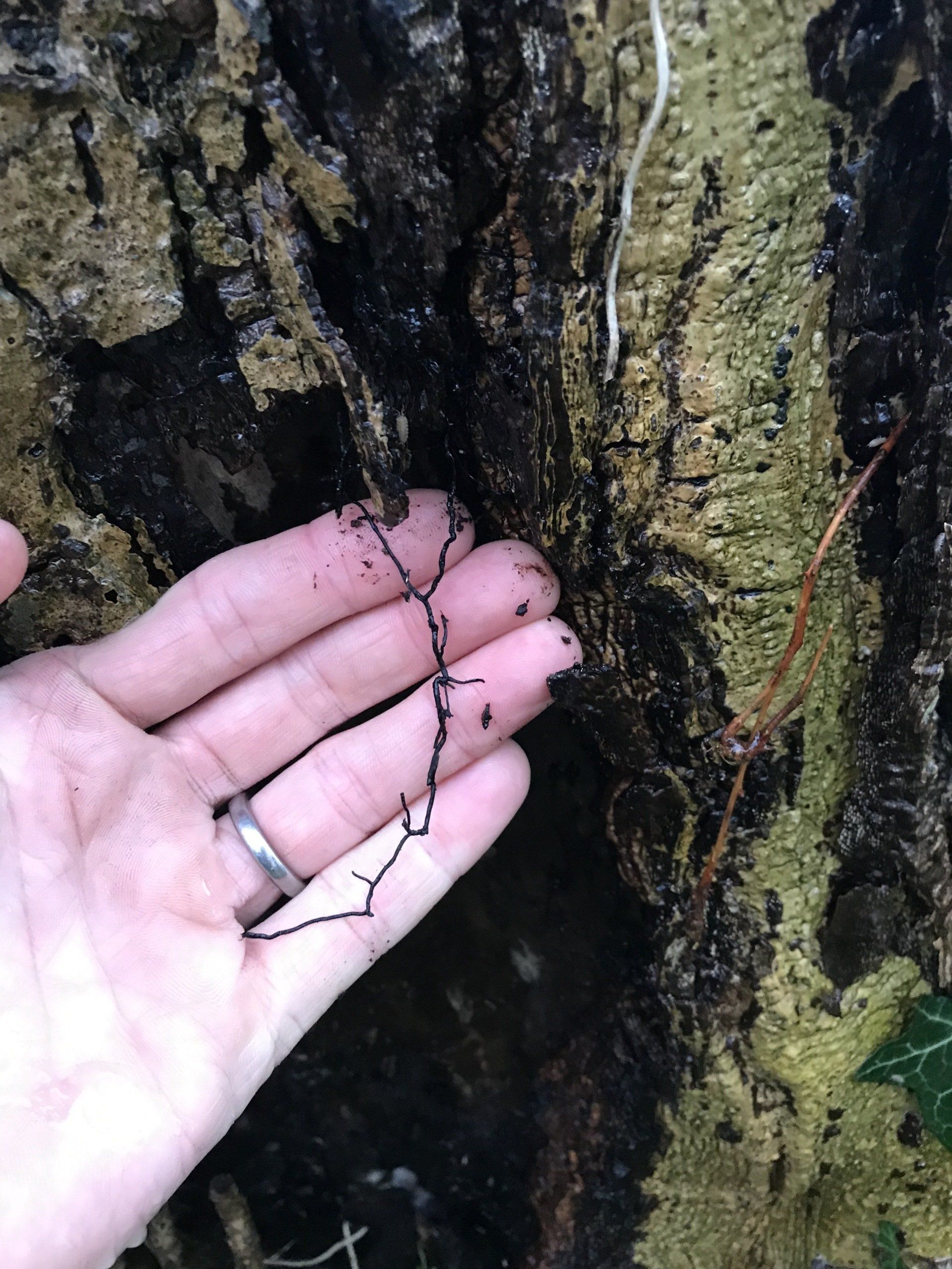 Countrywise Tree Care 4