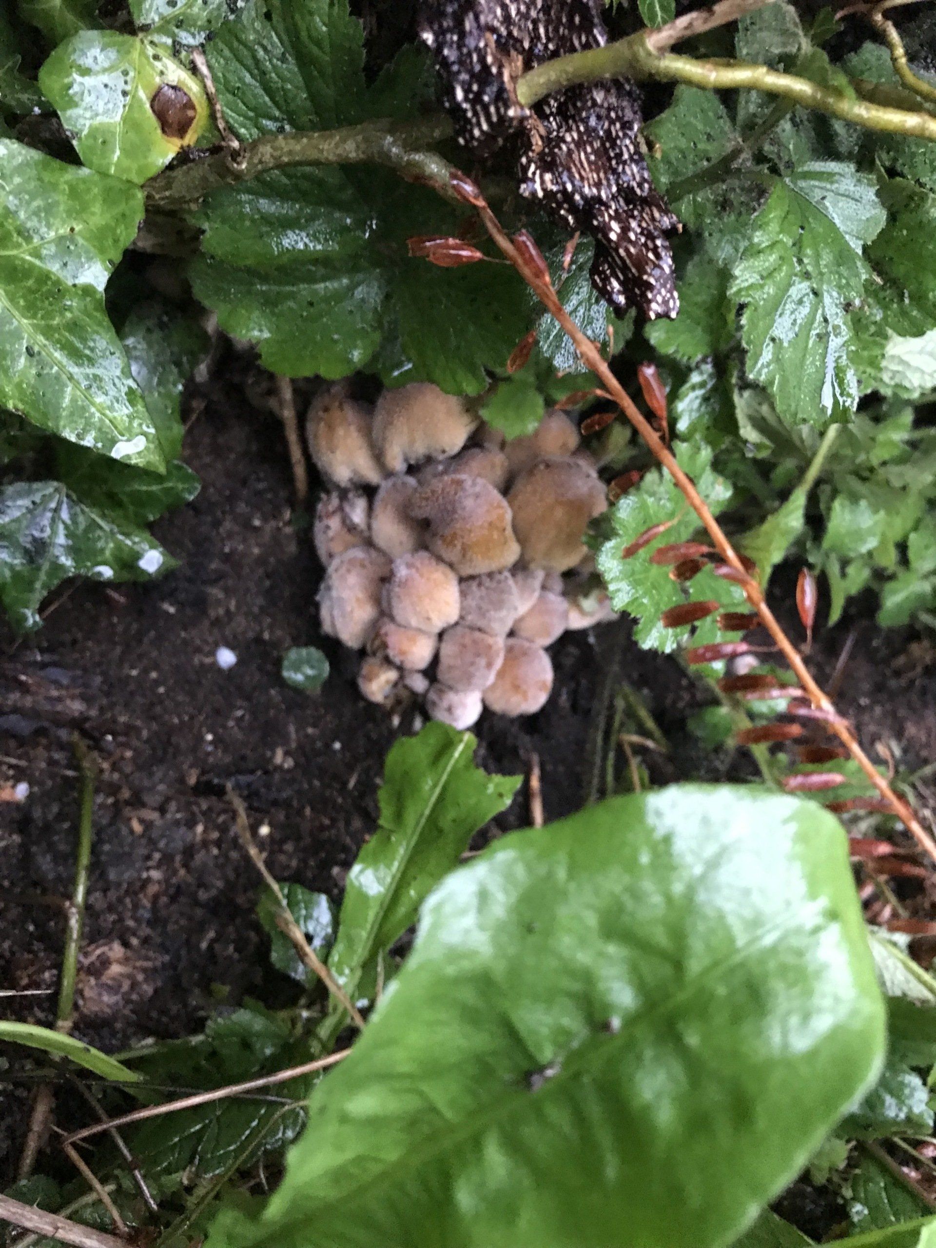 Countrywise Tree Care 3