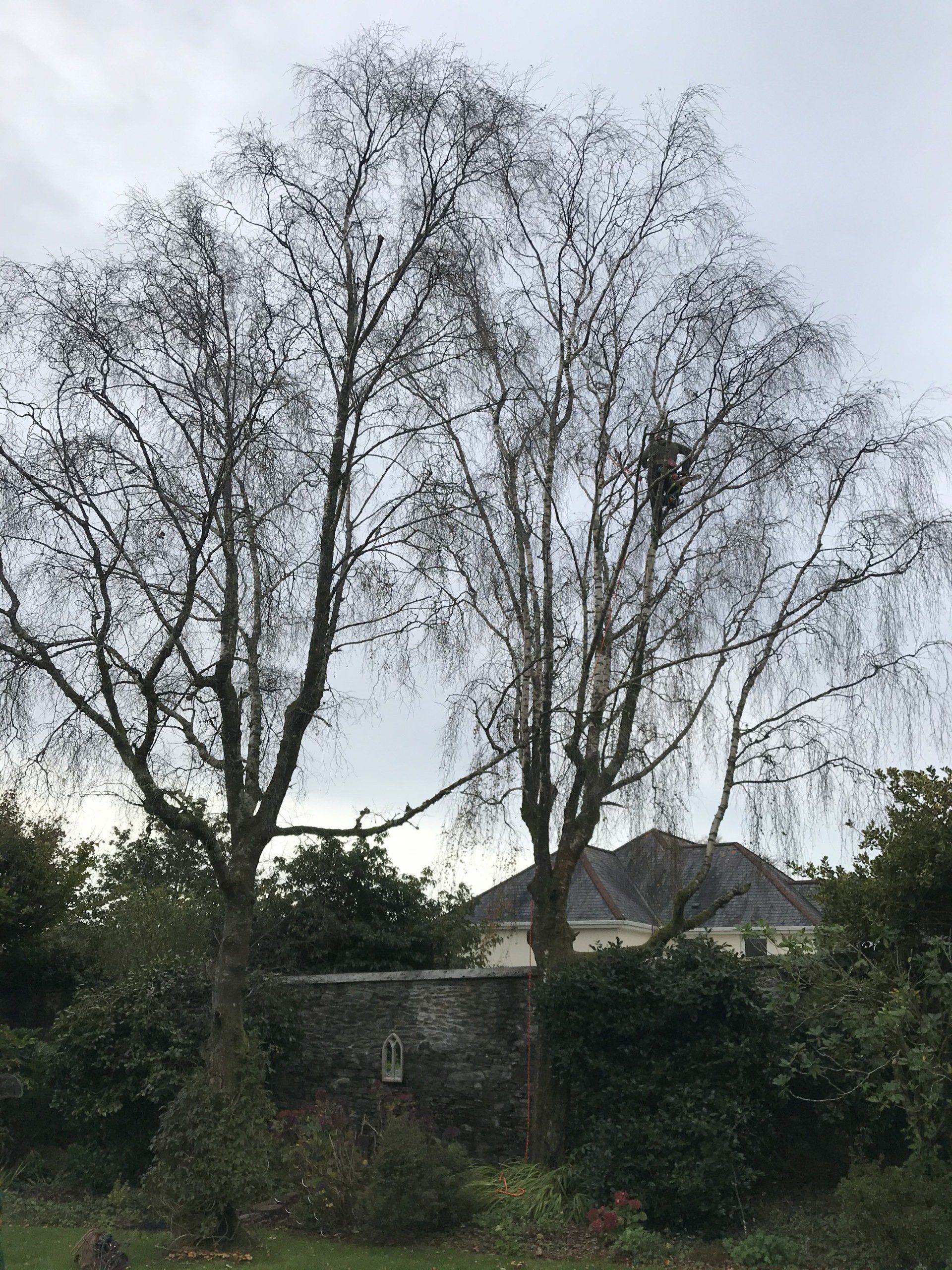 Countrywise Tree Care 1