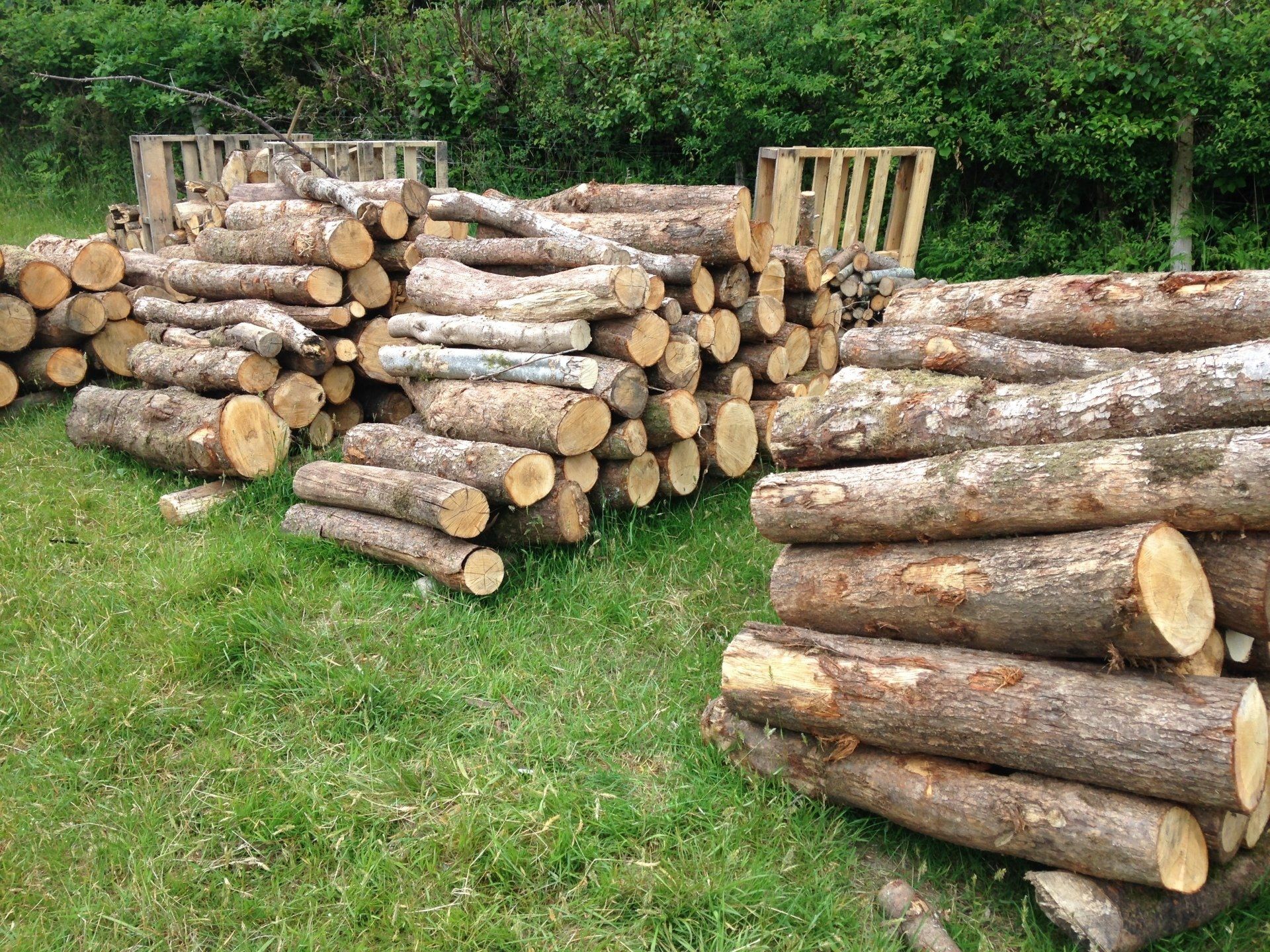 Countrywise Tree Care 2