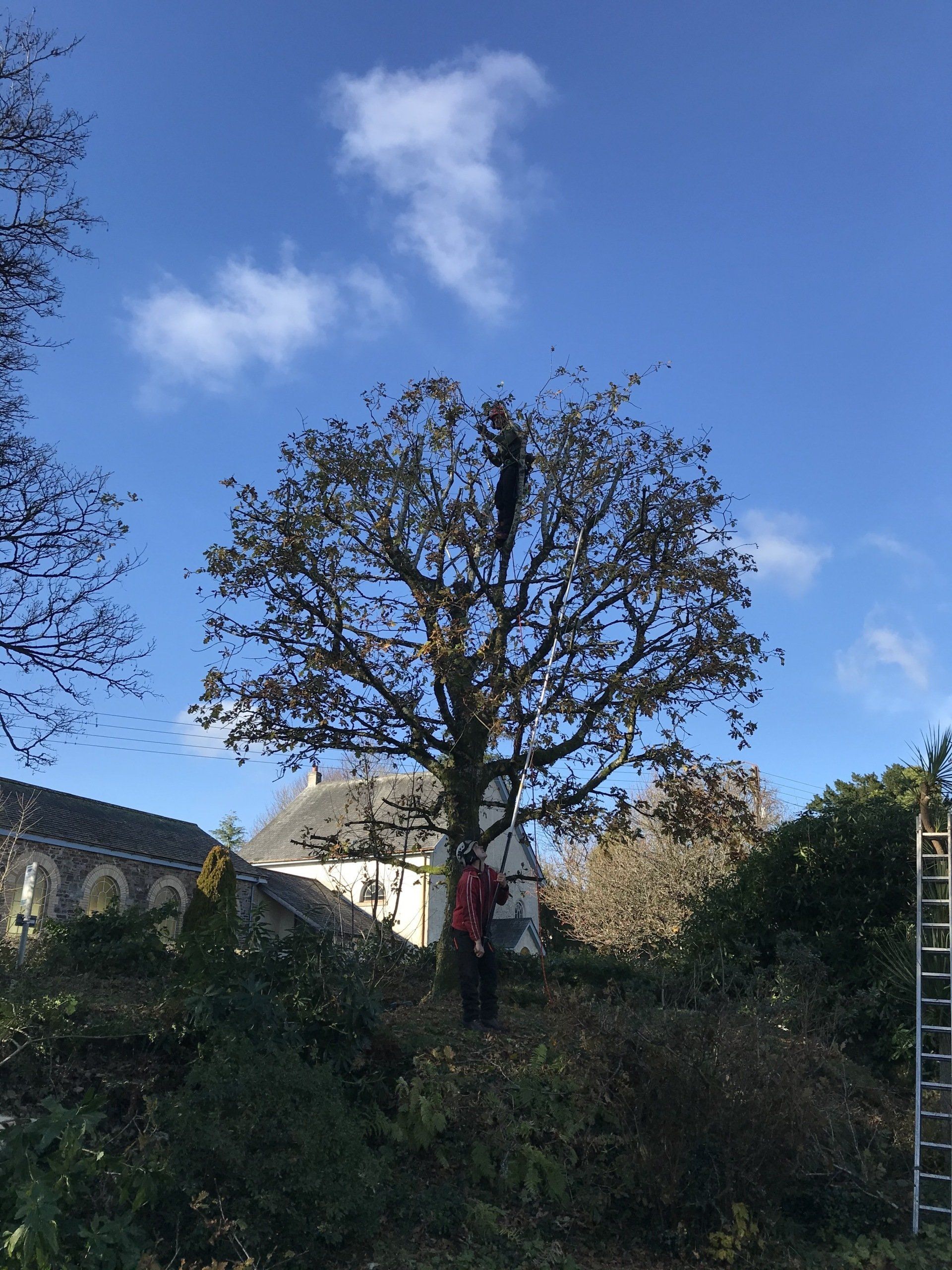 Countrywise Tree Care 2